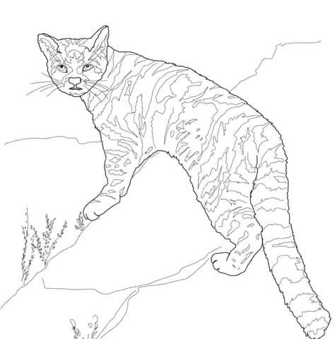 Andean Mountain Cat Coloring Page